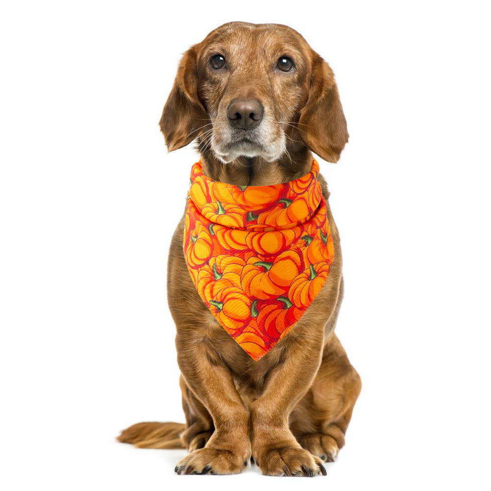 Halloween Pet Bandana | Spooky Printed Scarf for Dogs & Cats