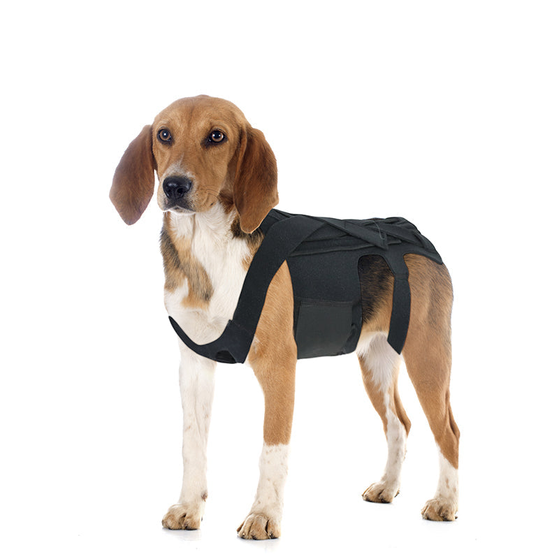 Dog Back Brace | IVDD, Arthritis & Back Pain Support Harness for Dogs | Spinal Recovery | S–L