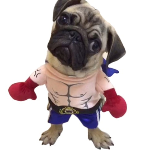Boxer Cat Costume | Funny Pet Boxing Outfit for Cats | Sizes S–XL