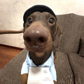 Dog Express Delivery Costume | Funny Sausage Handler Cloak with Hat for Small Dogs | S–L
