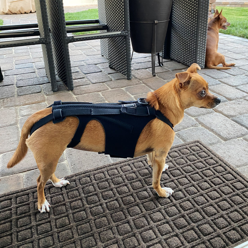 Dog Back Brace | IVDD, Arthritis & Back Pain Support Harness for Dogs | Spinal Recovery | S–L