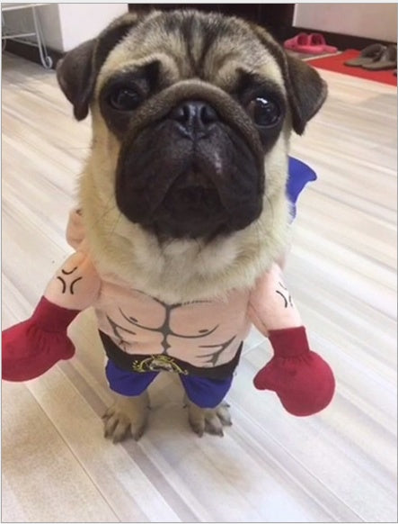 Boxer Cat Costume | Funny Pet Boxing Outfit for Cats | Sizes S–XL