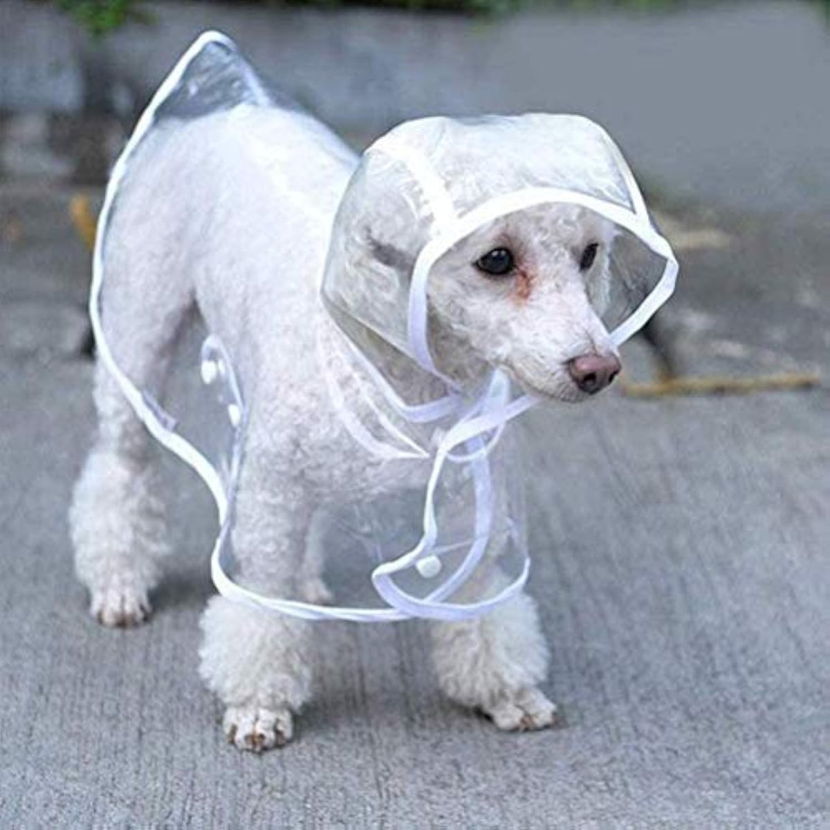 Small white dog wearing a transparent plastic hood on a gray pavement.