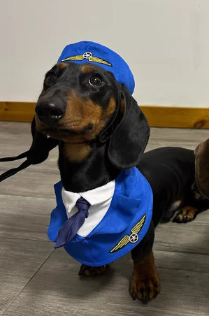 Dog wearing a blue pilot costume with a hat and tie on a wooden floor.