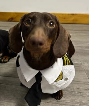 Dachshund Costume Suit | Captain & Pilot Uniform Set for Dogs