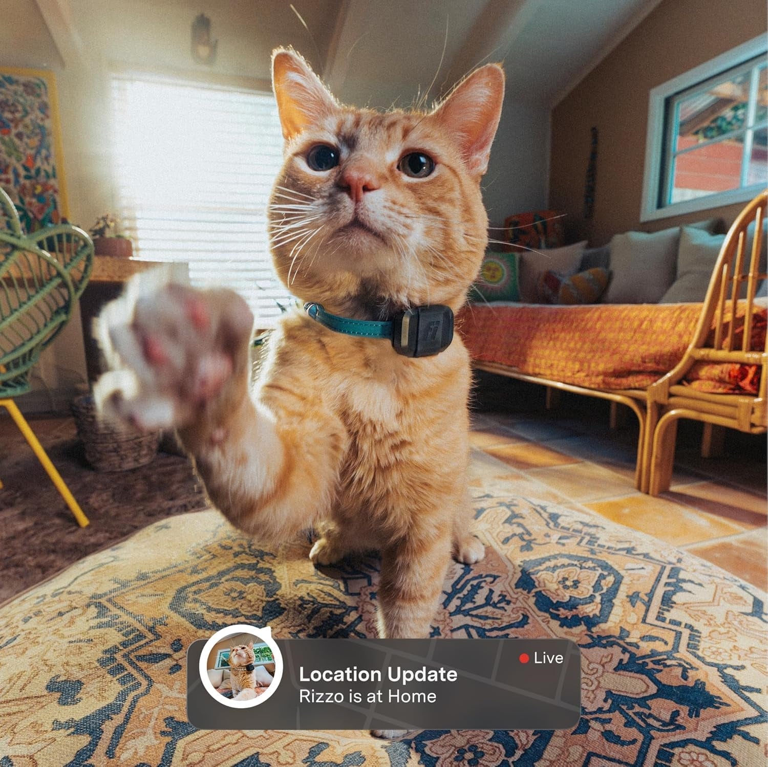 Fi Mini GPS Cat Tracker | Escape Alerts, Activity Tracking & IP68 Waterproof — 6 or 12 Month